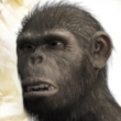 Australopithecus